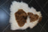 ICELANDER WHITE+BROWN